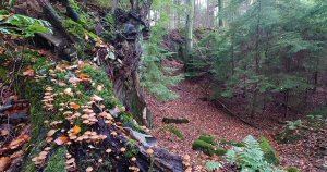 Council puts nature at the heart of future decisions